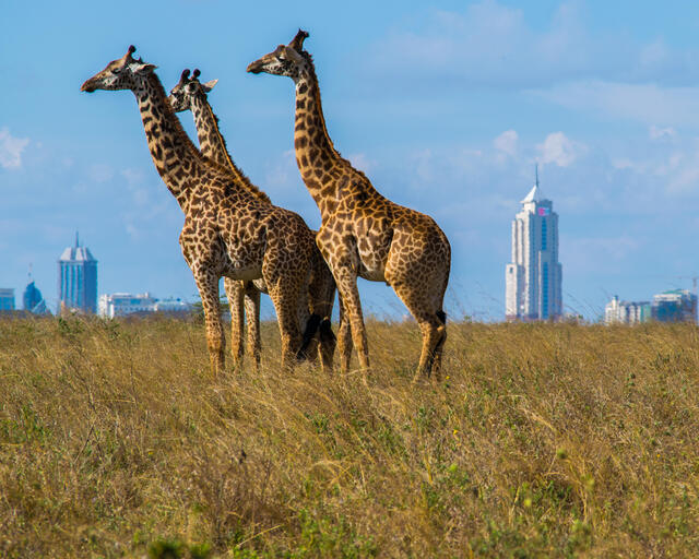 Nairobi skyline